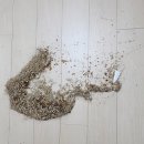 다이소 대전한밭대점 이미지