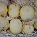 더누보 이미지