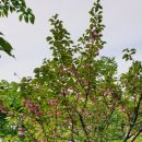 이매촌안말초교.성지아파트 이미지