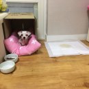 고병기동물병원 이미지