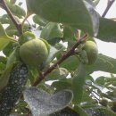 하연농장 이미지