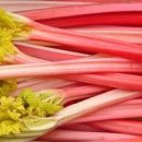 새콤한 맛 루바브 파종시기 키우기 효능과 부작용 이미지