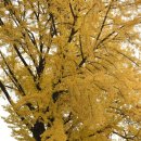 정인각사 이미지