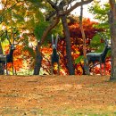 우제류를위하여 이미지