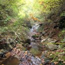 통고산자연휴양림 이미지