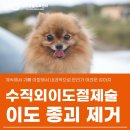 메타 동물의료센터 | [메타동물의료센터] 수직외이도절제술(VECA)로 이도 내 종괴 제거 ㅣ 동탄 외과 수술 동물병원