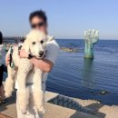씨유 경주황남점 | 경주 애견 동반 가능 황남두꺼비&amp;올리브 후기_추천. •ᰔ ᩚ