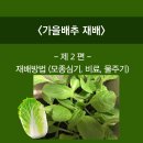 동해농약종묘사 | 【 가을배추 재배 - 제2편】 재배방법(모종심기,거름주기,물주기) +α(한랭사 설치)