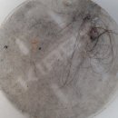 가락마을 세탁 이미지