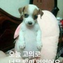 오이데