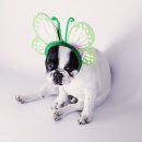 보람그루밍 이미지