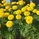 메리골드 이미지