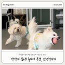 안녕댕댕이 | |하남미사/안녕강아지| 미사역 애견카페 추천, 댕댕이 천국 안녕강아지 방문후기