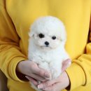 개냥이네 노원본점 이미지