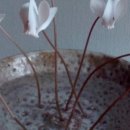 동성시장 이미지