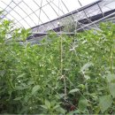 김용섭농장 이미지