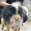 아틀리독 이미지