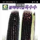 종묘사 이미지