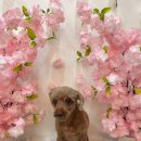 소울독 | 천안애견미용 소울독에 다녀온 후기예요