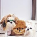 윤퍼피살롱 이미지