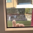 어몽독스 이미지