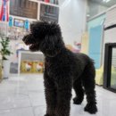 스탠푸켄넬 | 다산동 다산애견미용,남양주애견미용,구리애견미용 디스타일 스탠다드 푸들 여름이, 풀잎이 미용후기
