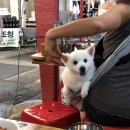 제주민속오일장 이미지