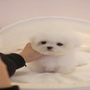 럽댕 강아지분양 이미지