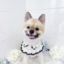 프라독 이미지