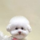 퍼피돌 이미지