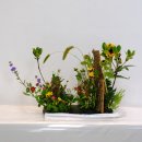 vegetative radial 이미지