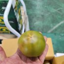 부산 찰토마토&amp;흑대추방울토마토!!!! 이미지