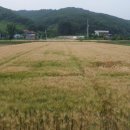 청보리축산 이미지