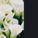 카라flower 이미지