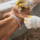 초우농장2 이미지