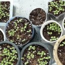 레아네팜 이미지