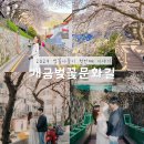 GS25 주례파크점 | 부산 개금벚꽃문화길 데크길 실시간 개화상태 및 위치