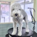 포테이토 독 이미지