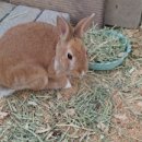 대덕농장1 이미지