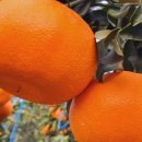 방가네농장 이미지