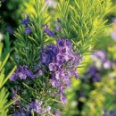 로즈마리 이미지