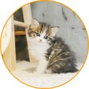 아담스펫 강아지분양 고양이분양 인천본점 이미지