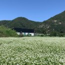 메밀밭 - 강남구 | 메밀밭
