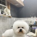 레이지포 이미지