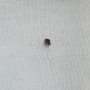 서울88동물의료원 이미지