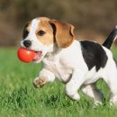 길음동물병원 이미지