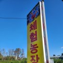 중귤농장 | [제주 성산] &#34;귤향 체험농장&#34; 아기랑 귤따기 체험 내돈내산