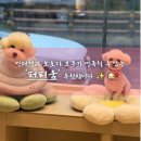 퍼피움 이미지