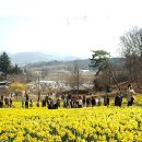 영탑마을안길 | [서산 여행] 유기방 가옥. 수선화 군락지