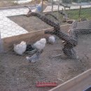 블렉백